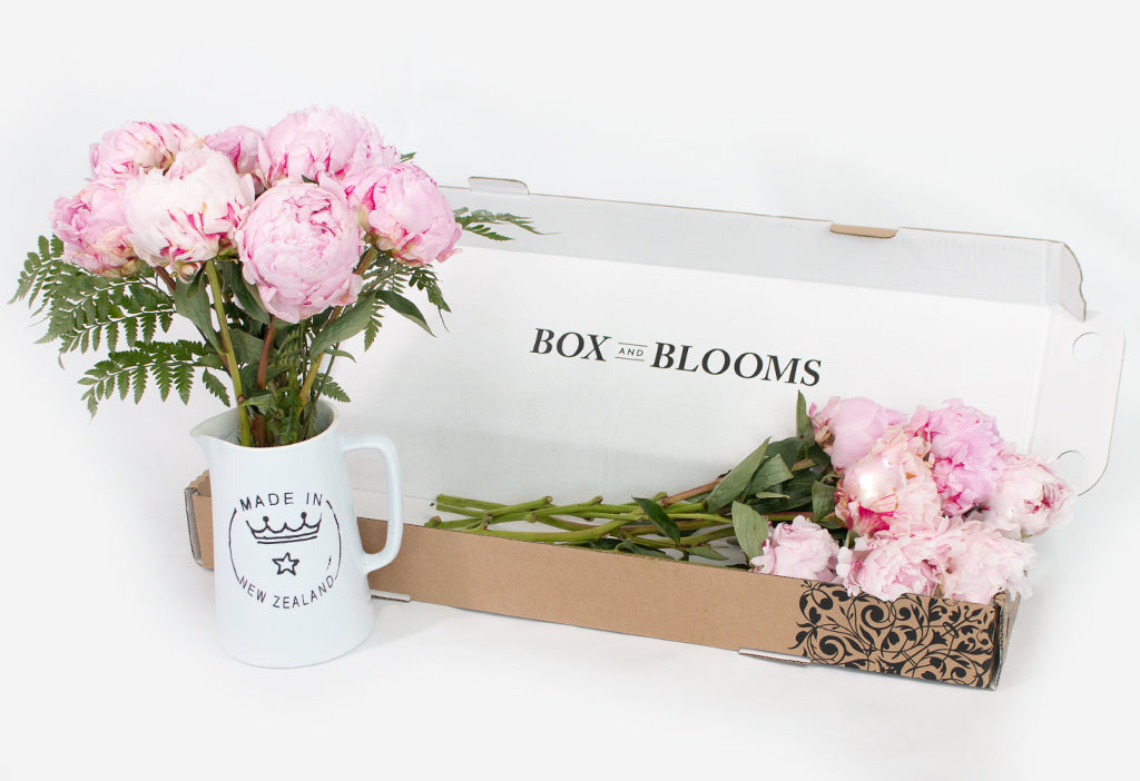 Pink Peony Blooms